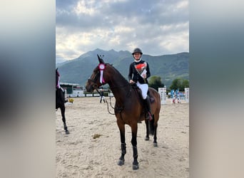 Francés de silla (Selle francais), Yegua, 8 años, Castaño