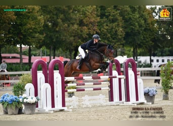 Francés de silla (Selle francais), Yegua, 8 años, Castaño