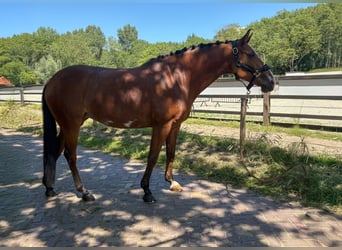 Francés de silla (Selle francais) Mestizo, Yegua, 9 años, 148 cm, Castaño oscuro