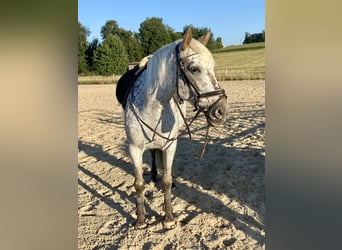 Francés de silla (Selle francais), Yegua, 9 años, 155 cm, Atigrado/Moteado