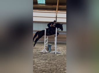 Francés de silla (Selle francais), Yegua, 9 años, 162 cm, Negro