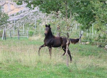 Francés de silla (Selle francais), Yegua, Potro (03/2025), 160 cm, Castaño