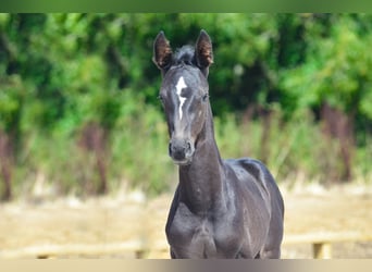 Francés de silla (Selle francais), Yegua, Potro (01/2026), Negro