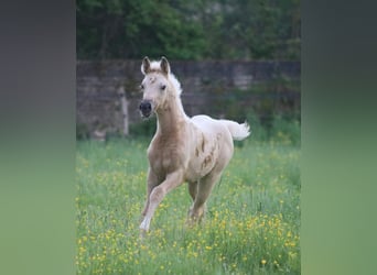 Francés de silla (Selle francais), Yegua, , Palomino