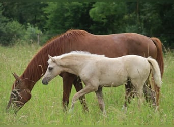 Francés de silla (Selle francais), Yegua, , Palomino