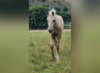 Francés de silla (Selle francais), Yegua, , Palomino