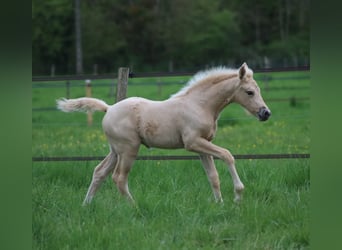 Francés de silla (Selle francais), Yegua, , Palomino