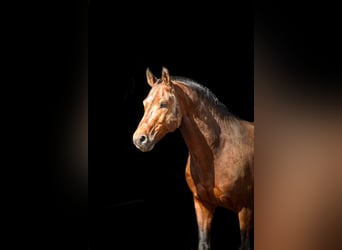 Franches-Montagnes, Étalon, 12 Ans, 161 cm, Bai cerise