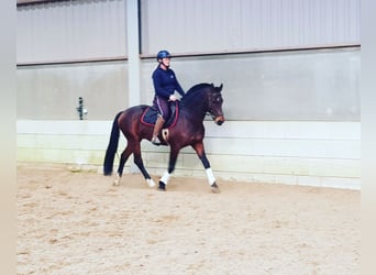 Franches-Montagnes, Étalon, 12 Ans, 161 cm, Bai cerise