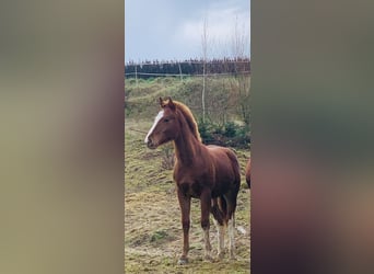 Franches-Montagnes, Étalon, 1 Année, 155 cm, Alezan