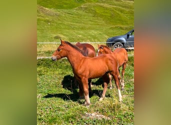 Franches-Montagnes Croisé, Étalon, 1 Année, Bai