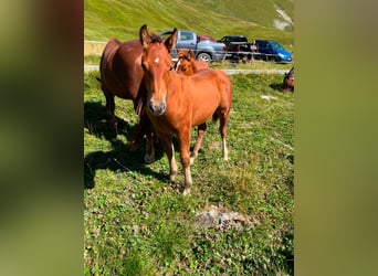 Franches-Montagnes Croisé, Étalon, 1 Année, Bai