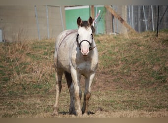 Franches-Montagnes Croisé, Étalon, 2 Ans, 155 cm, Blanc