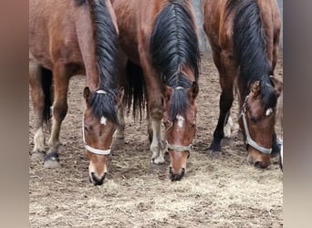 Franches-Montagnes, Étalon, 2 Ans, 160 cm, Bai