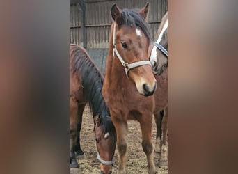 Franches-Montagnes, Étalon, 2 Ans, 160 cm, Bai