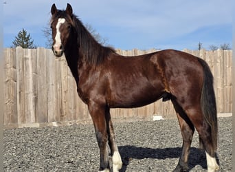 Franches-Montagnes, Étalon, 2 Ans, Bai brun