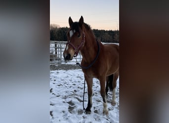 Franches-Montagnes, Étalon, 3 Ans, Bai