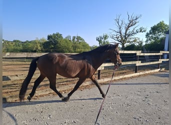 Franches-Montagnes, Étalon, 6 Ans, 155 cm, Bai