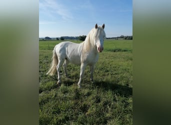 Franches-Montagnes, Étalon, 7 Ans, 160 cm, Blanc