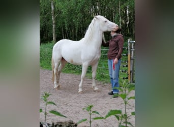 Franches-Montagnes Croisé, Étalon, 8 Ans, 145 cm, Blanc
