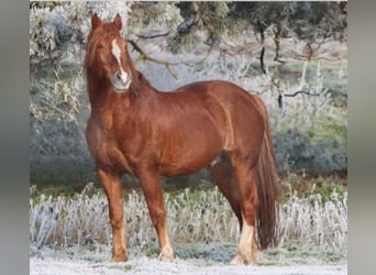 Franches-Montagnes, Étalon, 15 Ans, 159 cm, Alezan