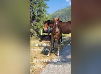 Franches-Montagnes, Étalon, Poulain (03/2026), 153 cm, Alezan brûlé