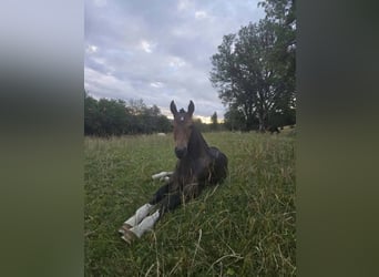Franches-Montagnes, Étalon, Poulain (04/2026), 155 cm, Bai brun