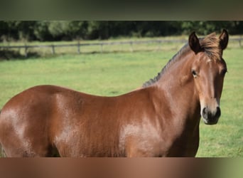 Franches-Montagnes, Étalon, Poulain (04/2025), 155 cm, Bai