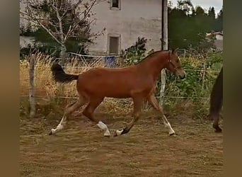 Franches-Montagnes, Étalon, Poulain (03/2026), 157 cm, Bai