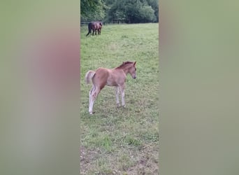 Franches-Montagnes, Étalon, Poulain (05/2025), 158 cm, Bai