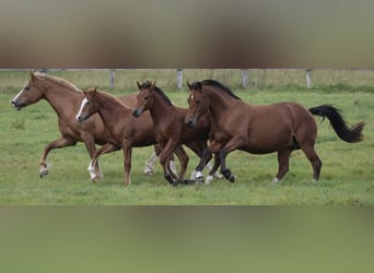 Franches-Montagnes, Étalon, Poulain (04/2025), 160 cm, Bai