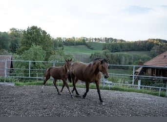 Franches-Montagnes, Étalon, Poulain (03/2026), 160 cm, Bai