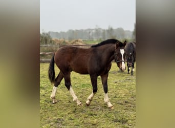 Franches-Montagnes, Étalon, Poulain (04/2024), 160 cm, Bai