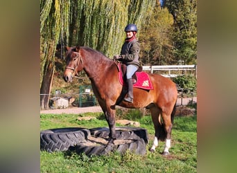 Franches-Montagnes, Hongre, 10 Ans, 160 cm, Bai