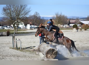 Franches-Montagnes, Hongre, 10 Ans, 160 cm, Bai