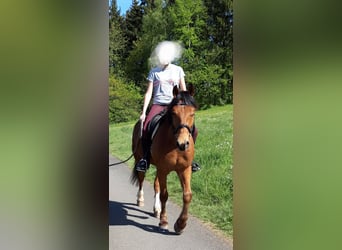 Franches-Montagnes, Hongre, 10 Ans, 165 cm, Bai