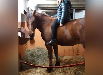 Franches-Montagnes, Hongre, 10 Ans, 165 cm, Bai