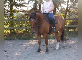 Franches-Montagnes, Hongre, 10 Ans, 165 cm, Bai