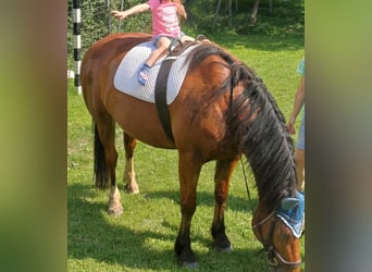 Franches-Montagnes, Hongre, 10 Ans, 165 cm, Bai