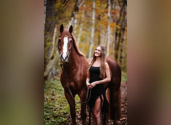 Franches-Montagnes, Hongre, 11 Ans, 160 cm, Alezan