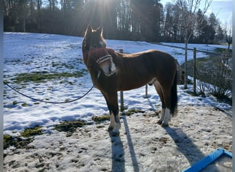 Franches-Montagnes, Hongre, 12 Ans, 155 cm, Bai