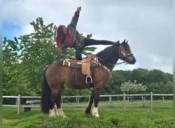 Franches-Montagnes, Hongre, 12 Ans, 156 cm, Bai
