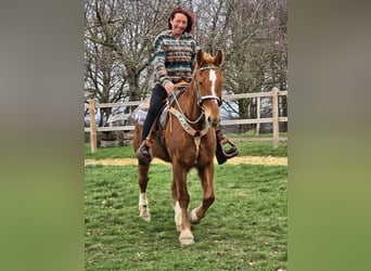 Franches-Montagnes, Hongre, 15 Ans, 157 cm, Alezan