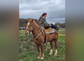 Franches-Montagnes, Hongre, 15 Ans, 157 cm, Alezan