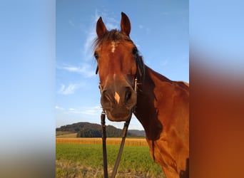 Franches-Montagnes, Hongre, 18 Ans, 155 cm, Bai