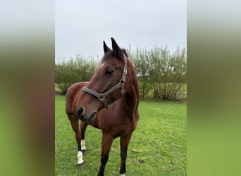 Franches-Montagnes, Hongre, 18 Ans, 167 cm, Bai brun