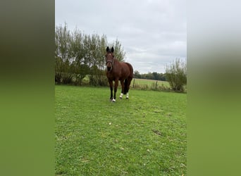 Franches-Montagnes, Hongre, 18 Ans, 167 cm, Bai brun