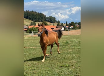 Franches-Montagnes, Hongre, 1 Année, 155 cm, Bai