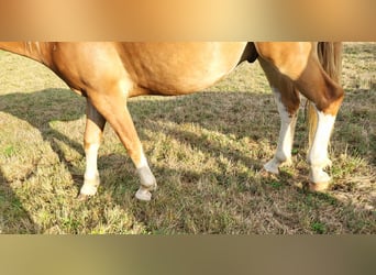 Franches-Montagnes, Hongre, 2 Ans, 158 cm, Alezan