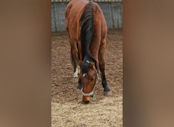 Franches-Montagnes, Hongre, 2 Ans, 160 cm, Bai